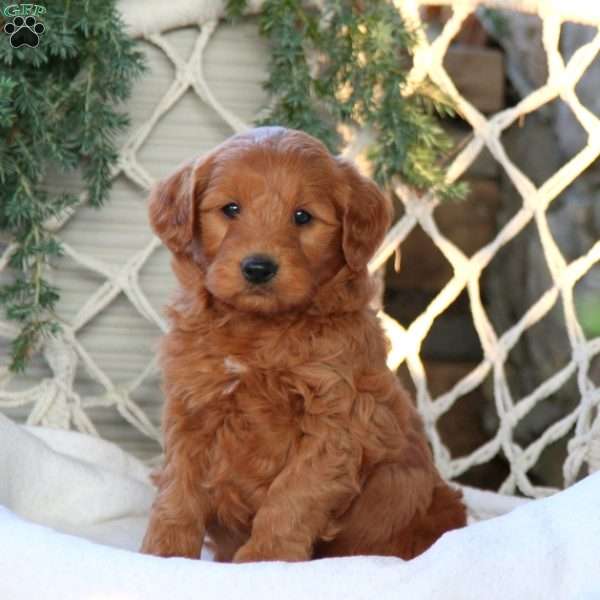 Archie, Mini Goldendoodle Puppy